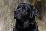 LABRADOR 751